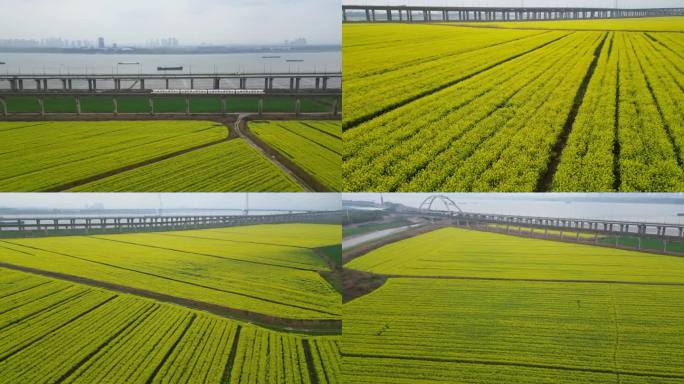 六组湖北武汉地铁十六号线油菜花田