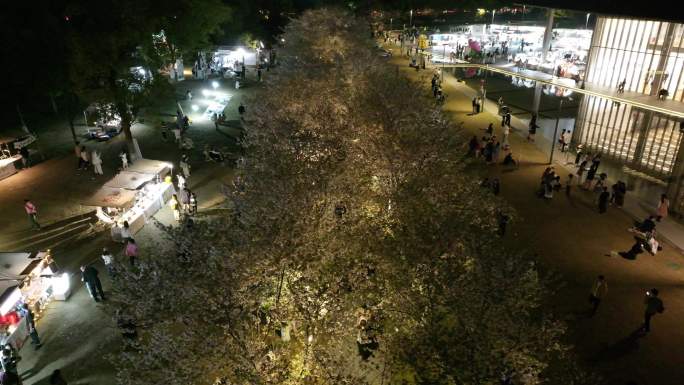 春季夜景樱花