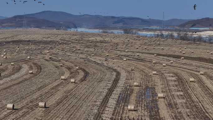 田地里大雁群特别好