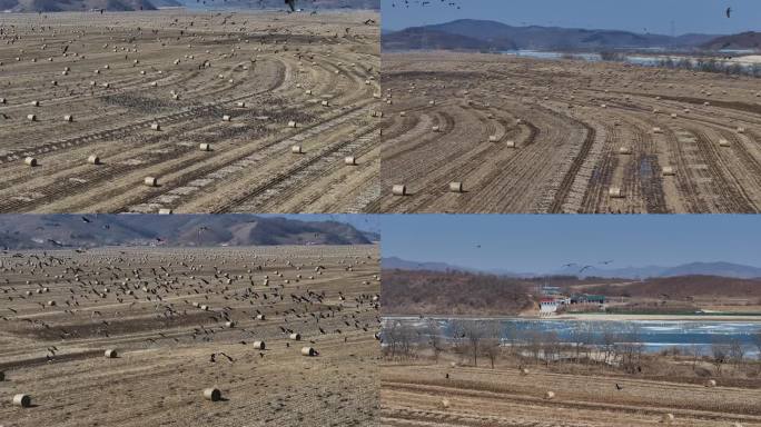 田地里大雁群特别好