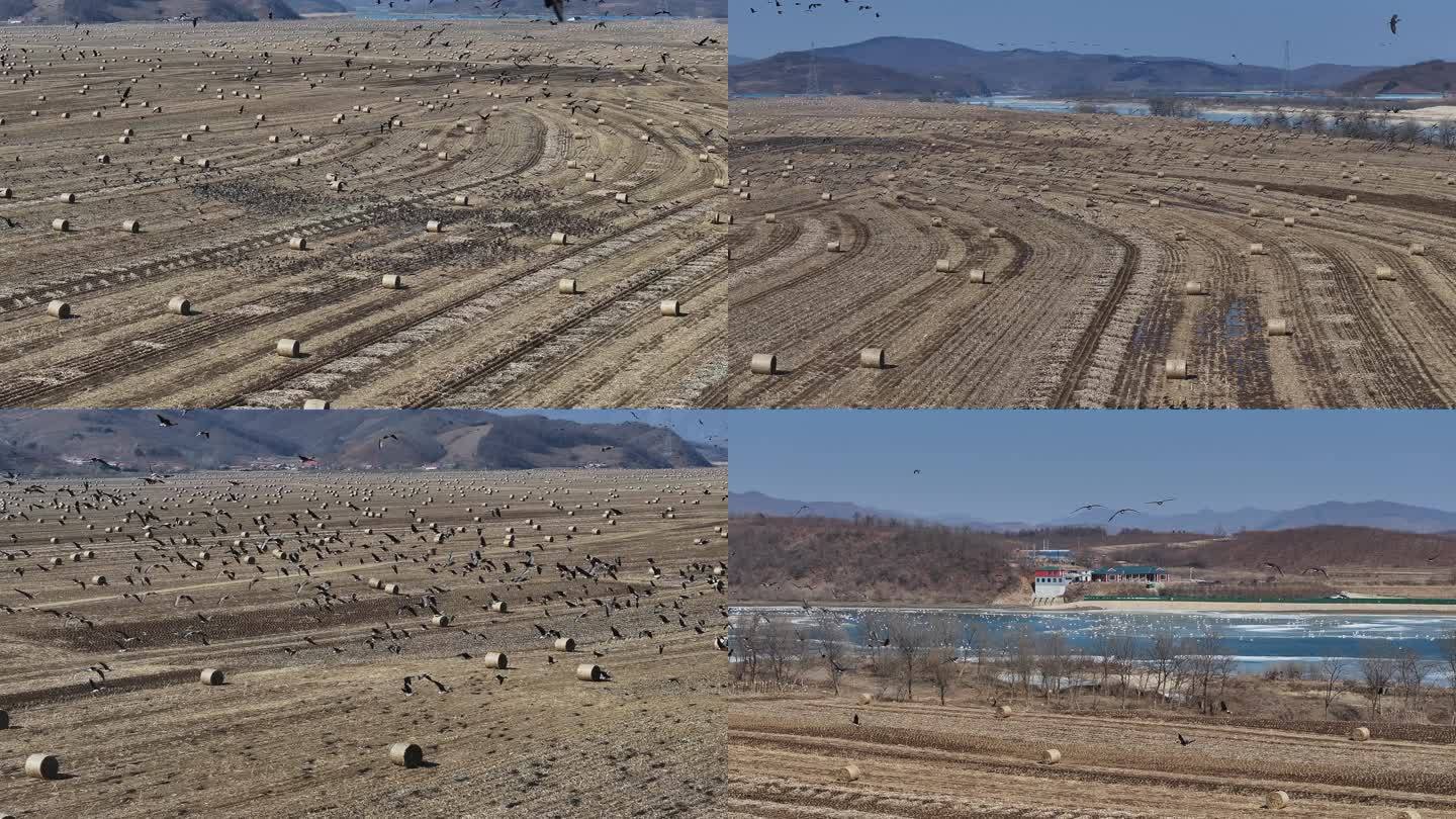 田地里大雁群特别好