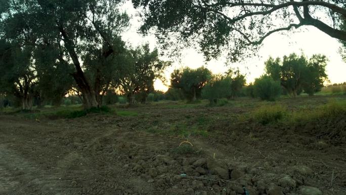 橄榄树的背景，地中海橄榄田准备收获