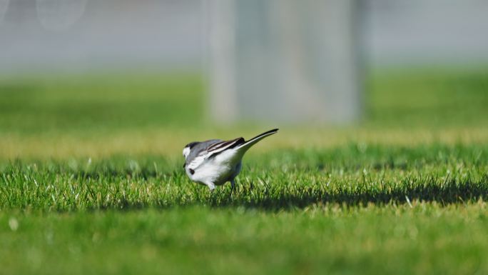 静安雕塑公园草地上的白鹡鸰啄小虫子觅食