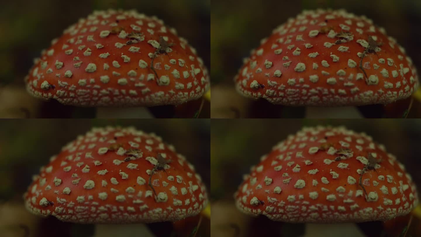 森林中有毒的毒伞菇。美丽的飞木耳菇特写。危险的红色蘑菇，帽上有白色斑点，慢动作宏观视图