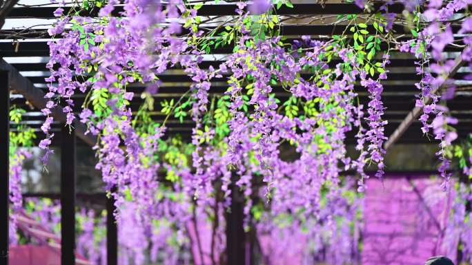 春天盛开紫藤花