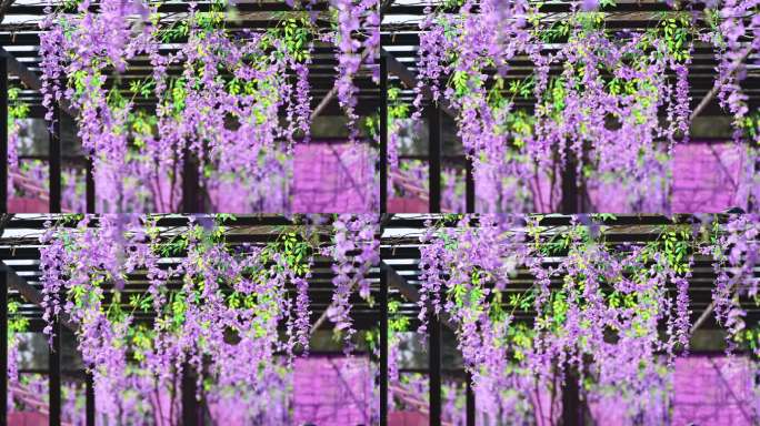 春天盛开紫藤花