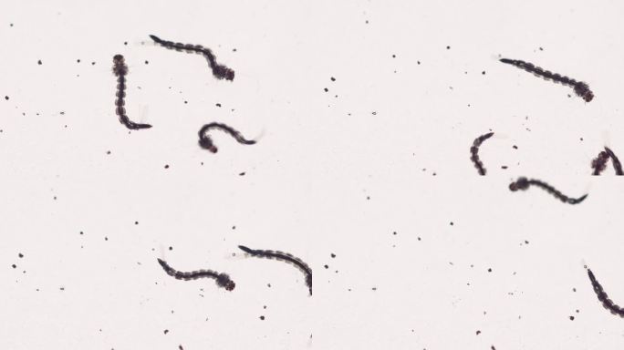 实验室培养中奇怪蠕动的幼虫