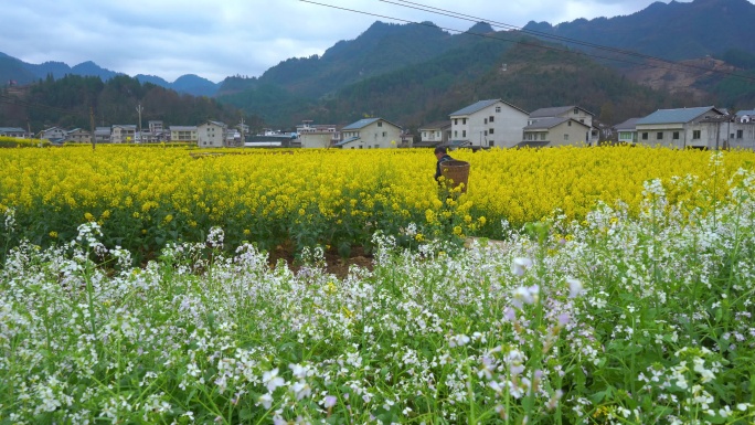 油菜田 小白花  蝴蝶飞  油菜花 蜜蜂