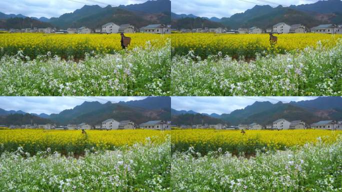 油菜田 小白花  蝴蝶飞  油菜花 蜜蜂