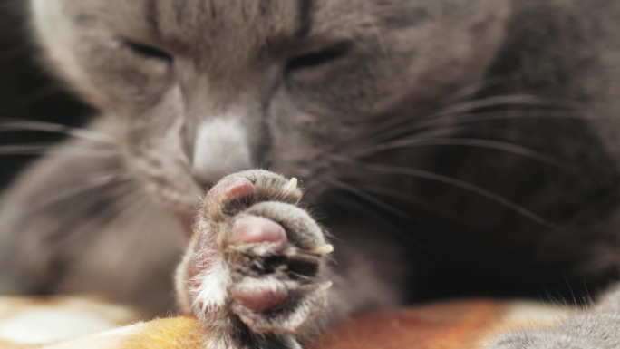 猫的眼睛和鼻子的特写照片，微距摄影，一只猫躺在沙发上