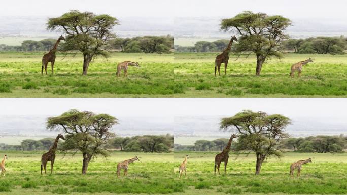 一只高大的长颈鹿在一棵大树上吃东西，两只小长颈鹿在它周围走过长满草的田野。