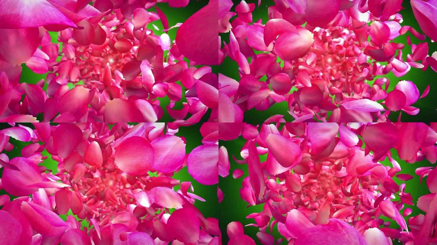 玫瑰花瓣的循环动画