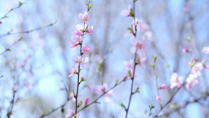 春天 春色 花开