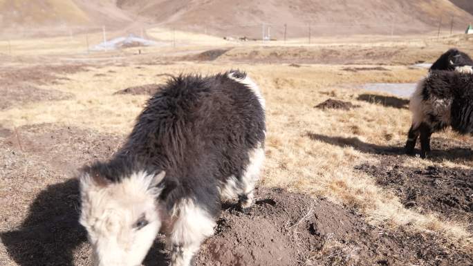 4k高原西藏区久治县冬天小牦牛放牧