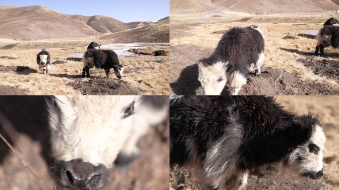 4k高原西藏区久治县冬天小牦牛放牧