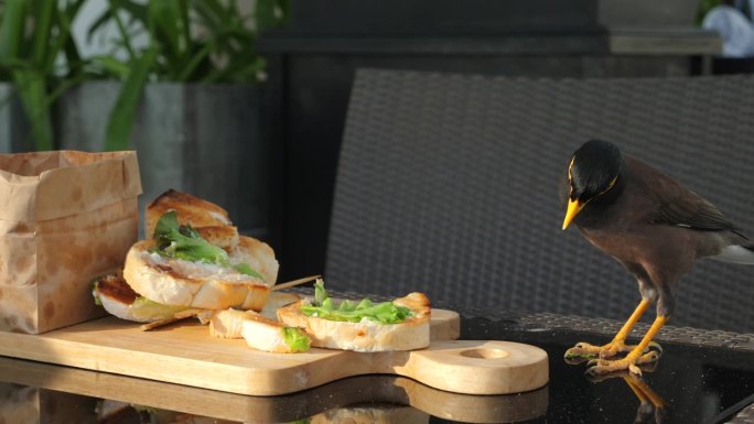 城市野生动物的互动，鸟接近三明治在户外咖啡馆