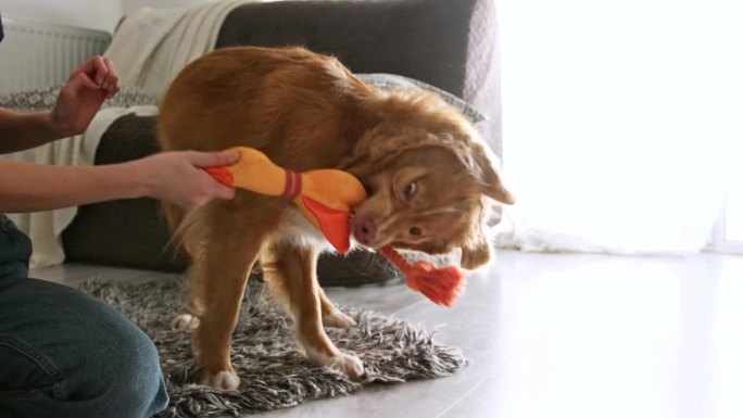 新斯科舍省托林猎犬品种的狗玩玩具鸭