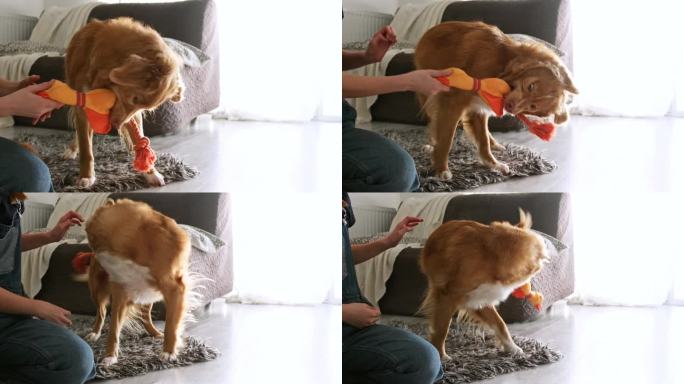 新斯科舍省托林猎犬品种的狗玩玩具鸭