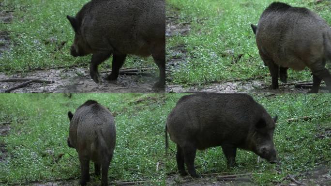长着小尖牙的野猪在森林草地上散步