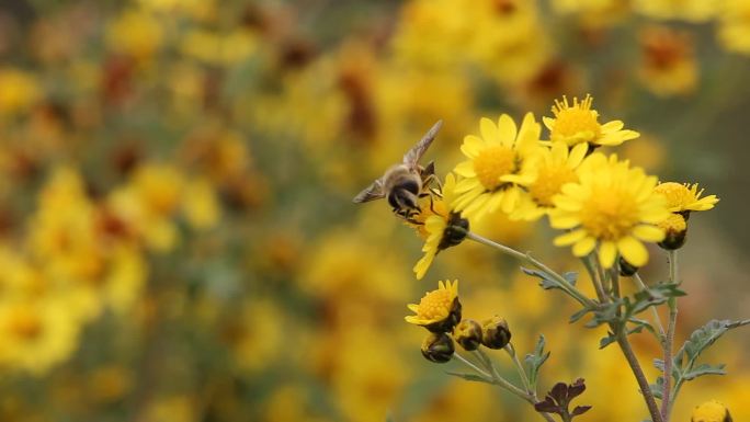 小蜜蜂在野花上采蜜