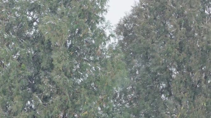 雪花飘落的松树。雪松树枝背景的降雪。