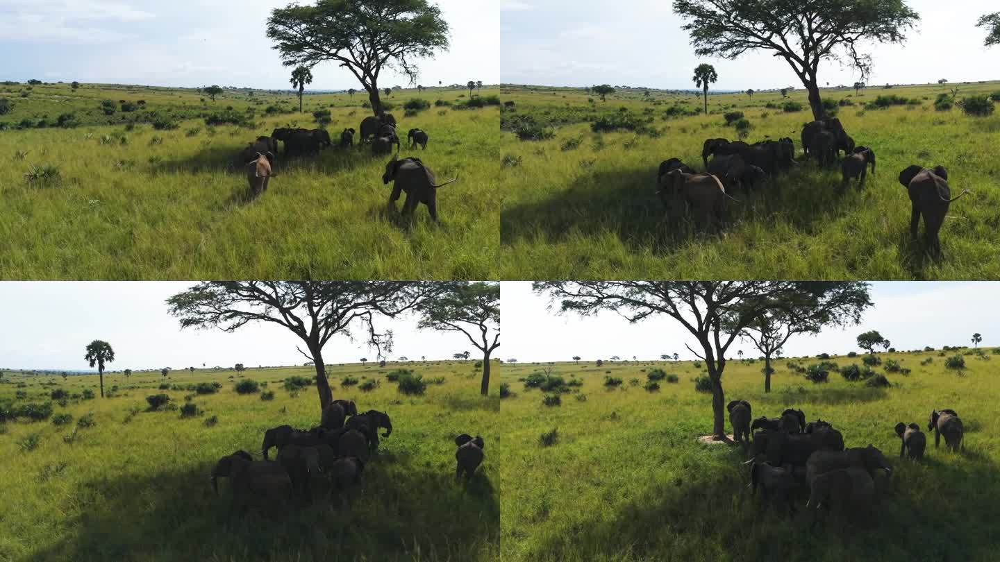 鸟瞰一群非洲象在树荫下行走