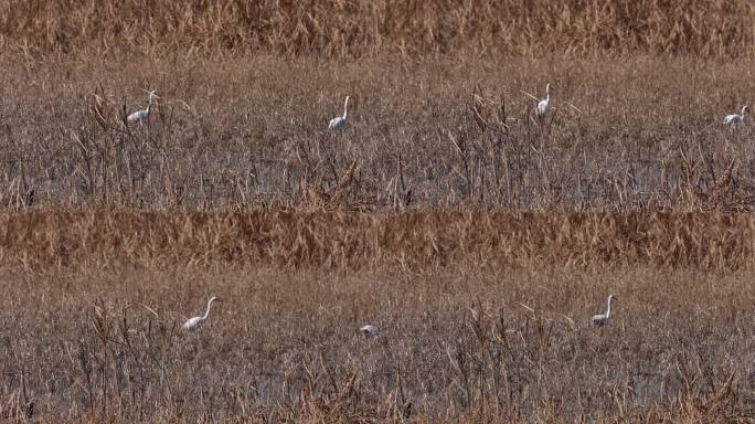 鹭 白鹭 Heron 鹭鸶 涉禽