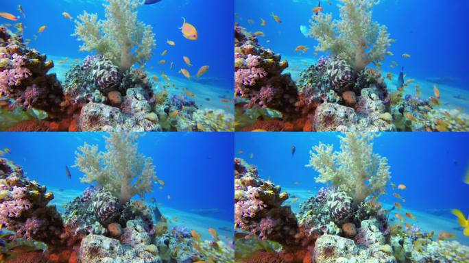 水下蓝海珊瑚鱼