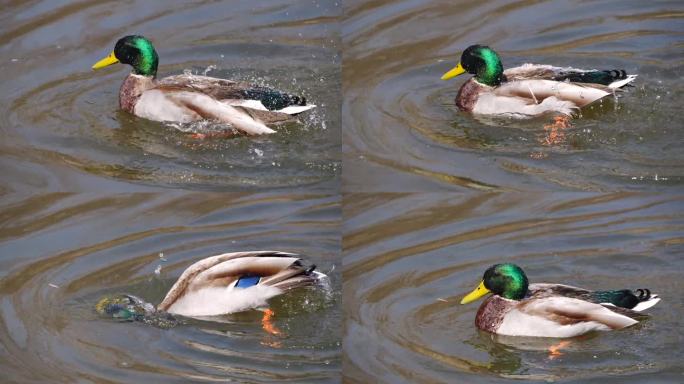 交配后，雄绿头鸭立即站在水里，扇动翅膀，然后游走。