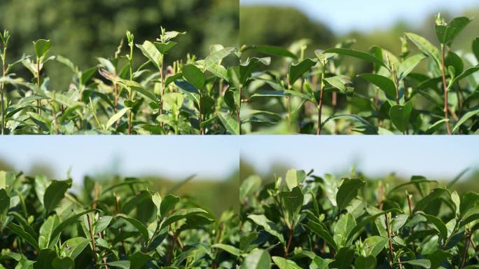 杭州市龙井茶茶芽