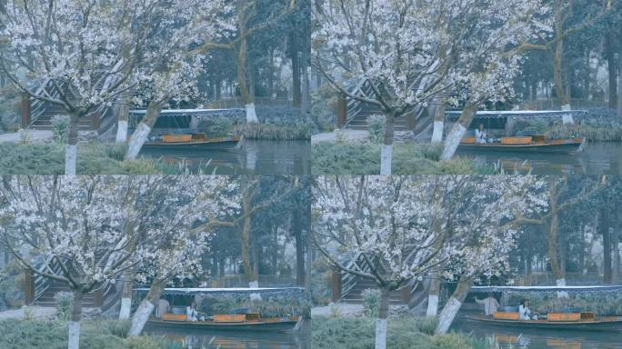 升格拍摄春天杭州茅家埠河边花开