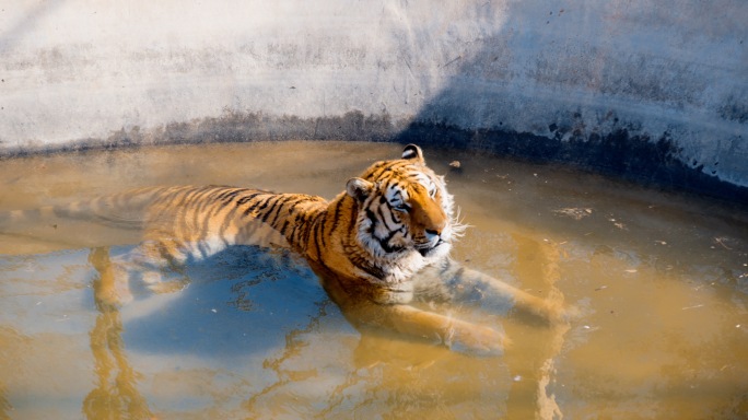 老虎洗澡喝水