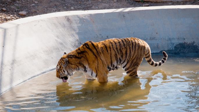 老虎洗澡喝水