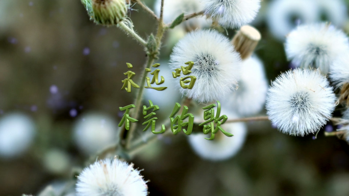 永远唱不完的歌视频背景