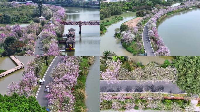 广州海珠湿地紫荆花4K航拍海珠湖花海