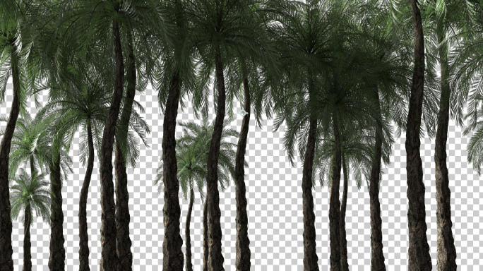 4k三维风吹椰子树微风树木摇曳动画带通道