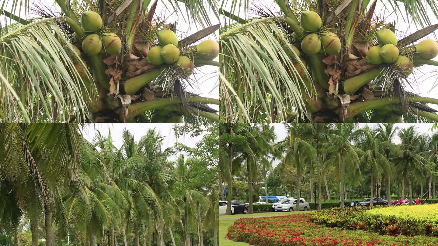 海南风景 椰子树 椰子 海边风景