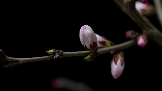 桃花开花延时