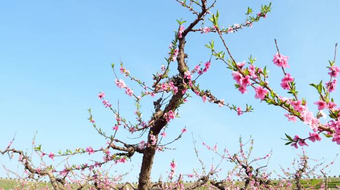 桃园 桃林 春暖花开 春天 桃花特写