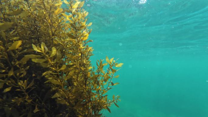 海底马尾藻