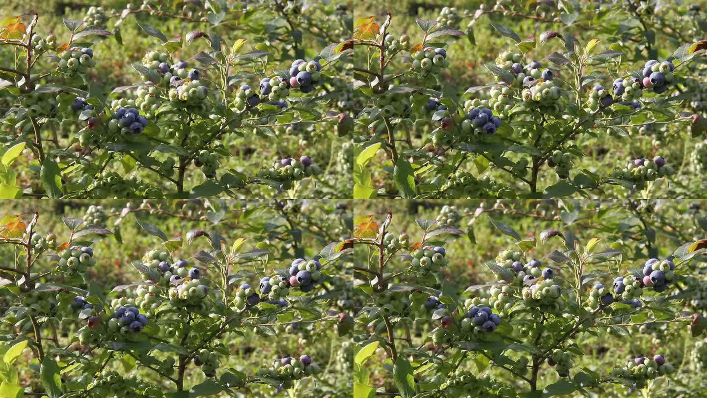 采摘田园里的蓝莓