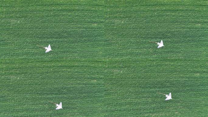 4K原素材-清明时节、绿色田野放飞风筝