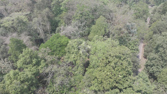 4K-Log-航拍中科院热带植物园