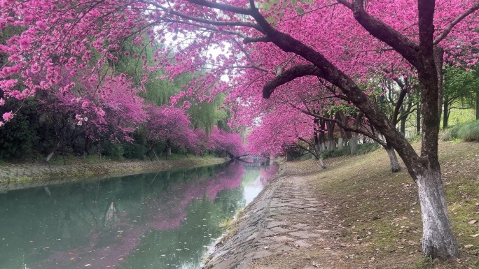 春天河边的粉色桃花