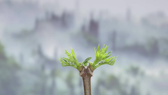 黄柏树木发芽春天植物生长延时摄影视频