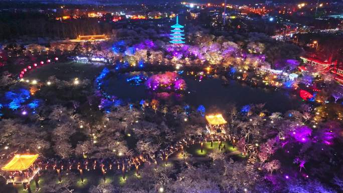 武汉东湖樱花夜景