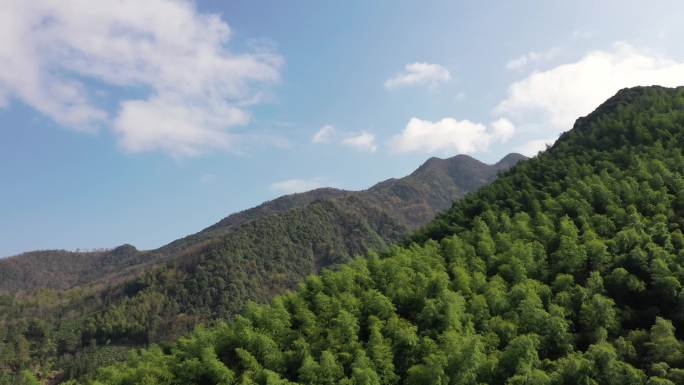 高山茶园山谷群山竹林林海小溪流水