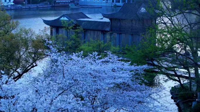 航拍杭州西湖三月樱花风景春天大片宣传片