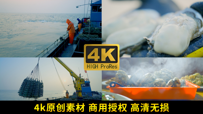 乳山生蚝 养殖 出海捕捞 丰收