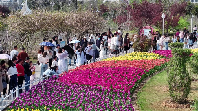 信阳百花园郁金香绽放